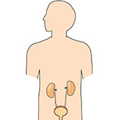 腎臓の役割